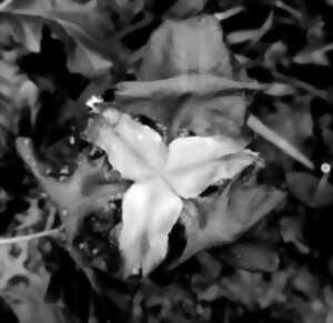 photo Atelier de botanique sensible et d'écriture poétique