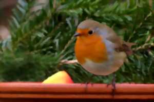 photo Exposition du concours photos : Les oiseaux de nos jardins