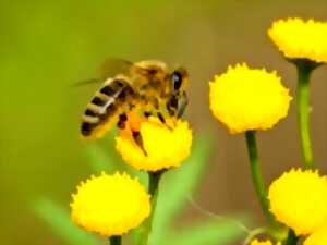 Les abeilles - conférence et exposition