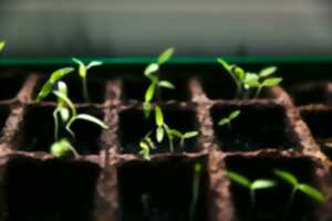 TROC DE GRAINES ET PLANTS