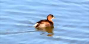 photo Un froid de canards sur le Louroux