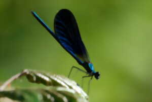 photo Les libellules des lagunes