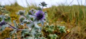 photo Un soir d'été dans les dunes