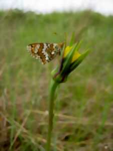 photo Papillons et cie