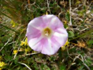 photo Les dunes et leurs richesses