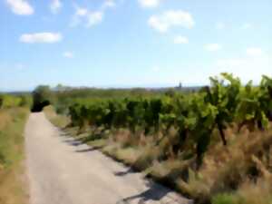 photo Sortie : l'oenotourisme à vélo, autrement !