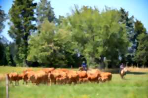 photo Visite d'un élevage de vaches limousines et de chevaux de western
