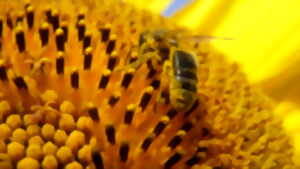 photo Fête de l'abeille