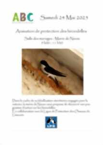 photo Protection des hirondelles