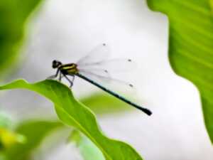 photo Les libellules