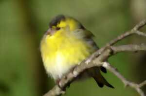 photo Les oiseaux des villes dans le parc et les jardins de l'Auzette