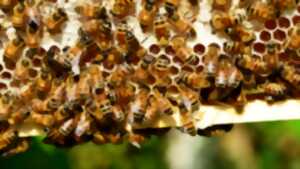 photo Les P'tits Ateliers d'AP2D - Découvrez l'univers des abeilles