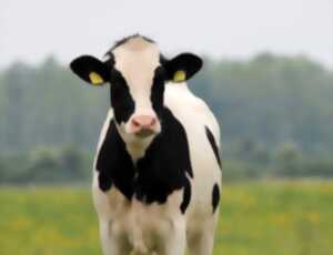 photo Visite chez ferme Nature