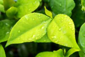Plante sauvages comestibles