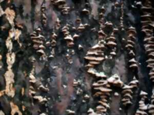 photo De l'églantine au polypore : fruit sauvages et champignons du bois mort
