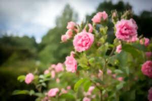 photo Route de la Rose à Montargis