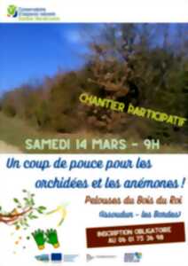 photo Coup de pouce pour les orchidées et les anémones des Pelouses du Bois du Roi