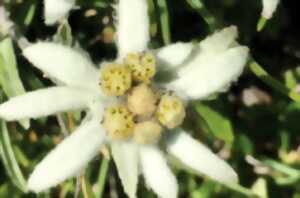 photo Edelweiss, impactée par le changement climatique ?