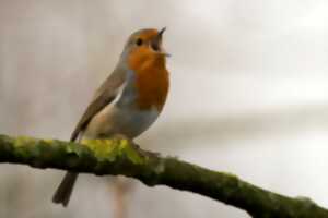 SORTIE CHANT D'OISEAU