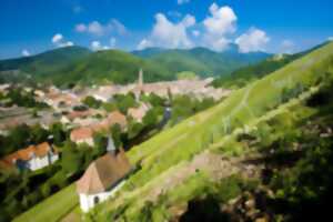 photo Randonnée, dégustation et pique-nique sur le Rangen, Grand Cru d’Alsace