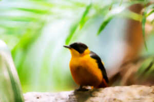 photo Expositions thématiques de la Ligue pour la Protection des Oiseaux