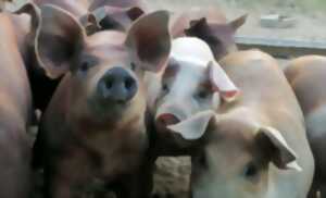 photo BIENVENUE À LA FERME