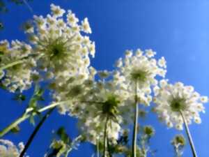 photo Balade nature : les plantes en chemin