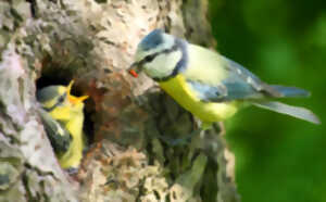 photo Sortie découverte - les oiseaux du printemps