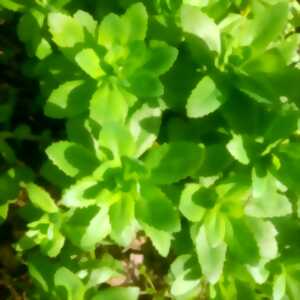 photo Sortie découvertes des plantes sauvages, médicinales et comestibles