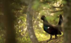 photo Projection : Le Pari - à la découverte des galliformes de montagne
