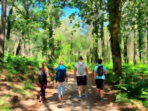 photo Bain de forêt