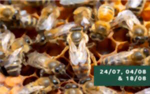photo Sensibilisation et balade botanique autour des abeilles