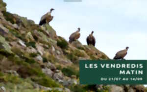 Sortie vautours et rapaces migrateurs
