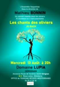 photo LES CHANTS DES OLIVIERS