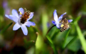 photo Sensibilisation et balade botanique autour des abeilles