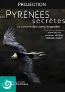 photo Projection : Pyrénées Secrètes, le Gypaète