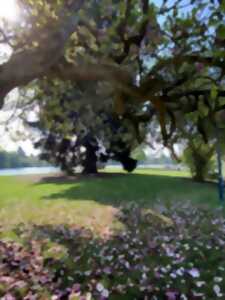 A la rencontre des arbres remarquables
