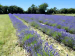 photo Visite du Clos Constance