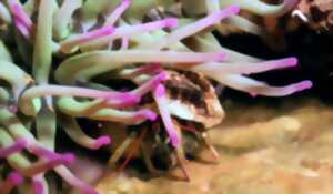 photo Biodiversité marine locale : observer, comprendre, agir