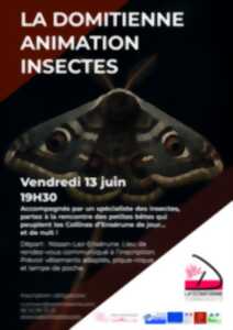 LA DOMITIENNE ANIMATION INSECTES