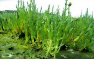 photo Balade nature : 