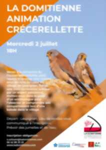 photo À LA RENCONTRE DU FAUCON CRÉCERELLETTE