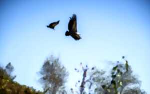 photo Découverte des rapaces