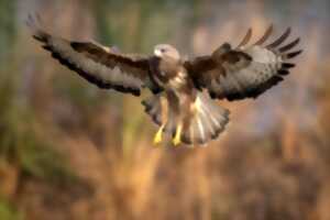 BALADE DÉCOUVERTE DES RAPACES DE LOZÈRE