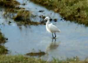 photo Traversée du havre de Barneville-Carteret