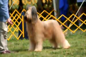 photo Expositions canines toutes races