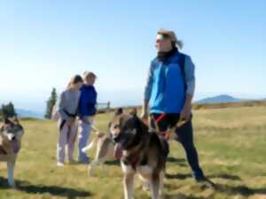 photo Cani-balade avec la meute de chiens nordiques