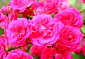photo Bienvenue dans mon jardin naturel