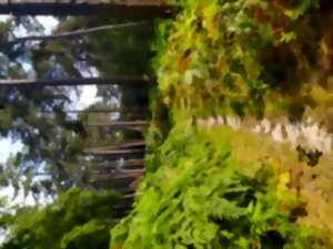 photo Grande randonnée en forêt d'Halatte
