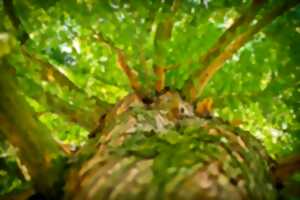 photo Balade nature sensorielle